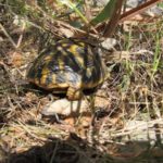 Landschildkröten auf Mallorca