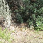 Landschildkröten auf Mallorca