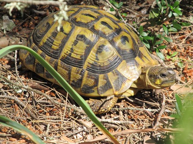 Landschildkröten auf Mallorca