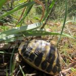 Landschildkröten auf Mallorca