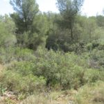 Habitat auf Mallorca