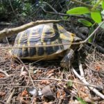 Landschildkröten auf Mallorca