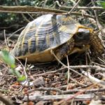 Landschildkröten auf Mallorca
