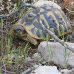 Testudo hermanni hermanni