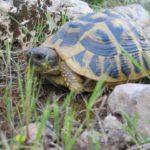 Landschildkröten auf Mallorca
