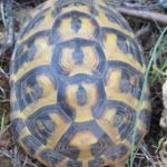 Landschildkröten auf Mallorca