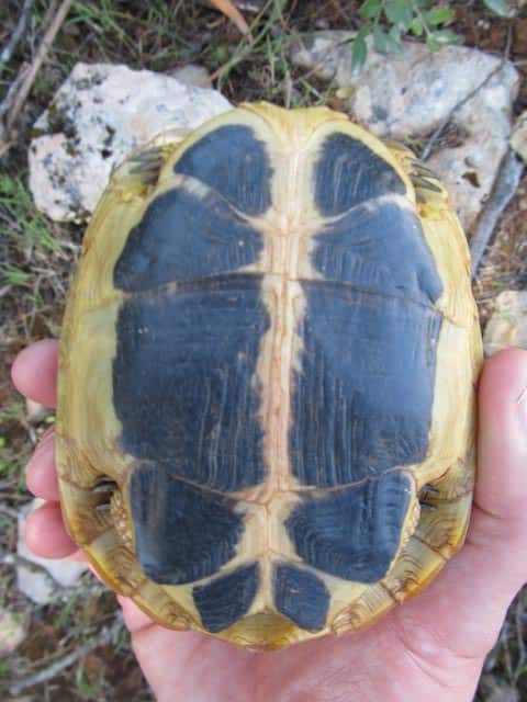 Testudo hermanni hermanni