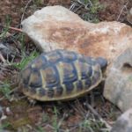 Landschildkröten auf Mallorca
