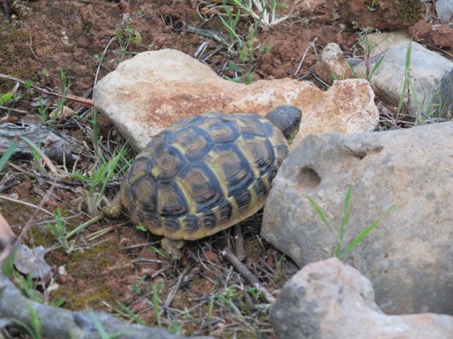 Testudo hermanni hermanni