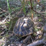 Landschildkröten auf Mallorca