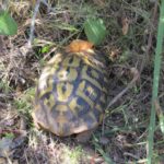 Testudo hermanni hermanni
