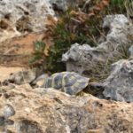 Testudo hermanni hermanni