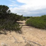 Schildkrötenhabitat am Strand-Nordküste