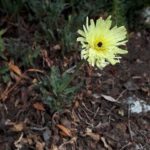 Pflanzen auf Mallorca-Weichhaariges Schwefelkörbchen