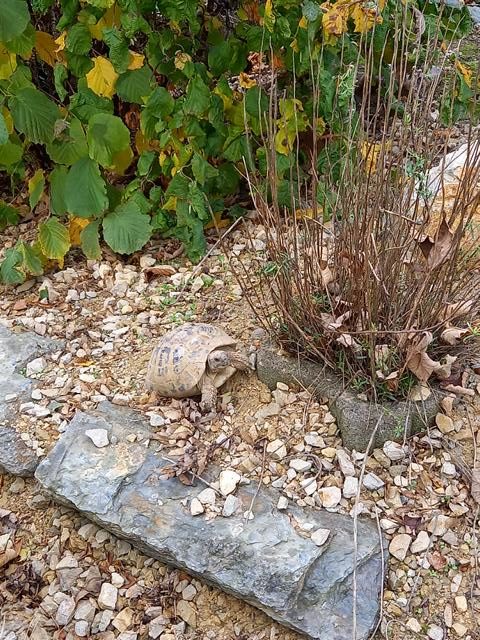 Schildkrötengehege im November