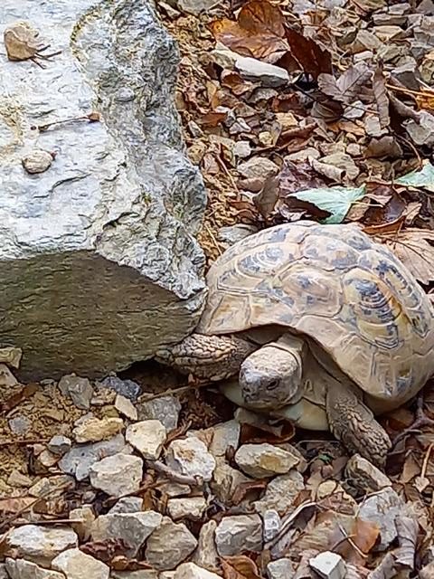 Schildkrötengehege im November