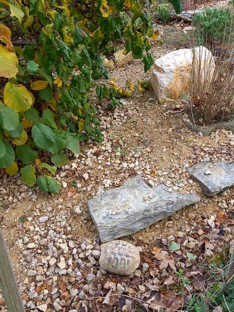 Schildkrötengehege im November