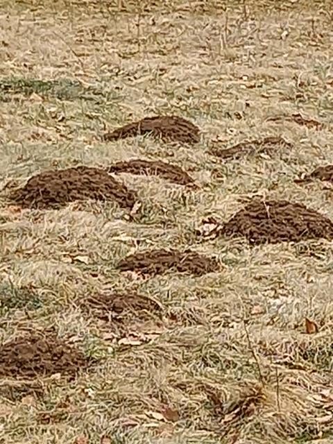 Das "Schwarze" Gold-Maulwurfserde im Garten
