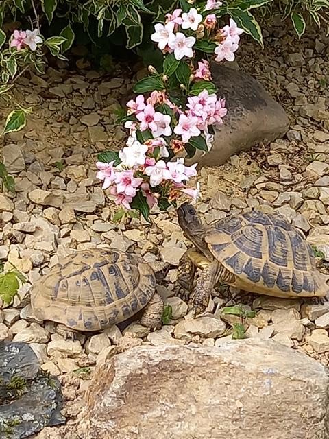 Griechische Landschildkröten in unserem Schildkrötengehege bei Fressen von Weigelie-Blüten