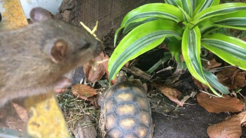 Ratten im Gehege von Köhlerschildkröten