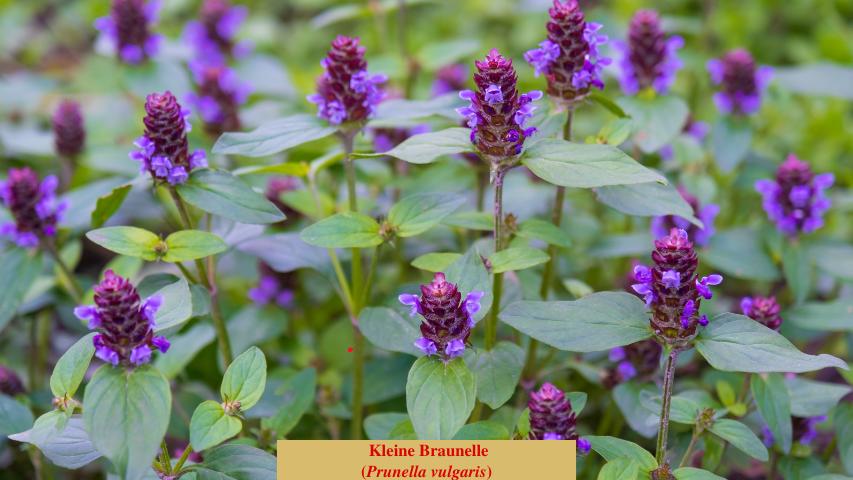 Kleine Braunelle
(Prunella vulgaris)