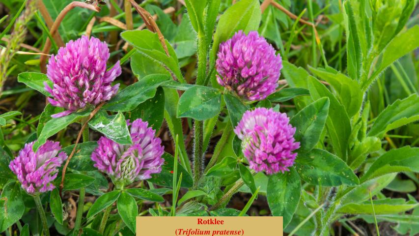 Rotklee
(Trifolium pratense)