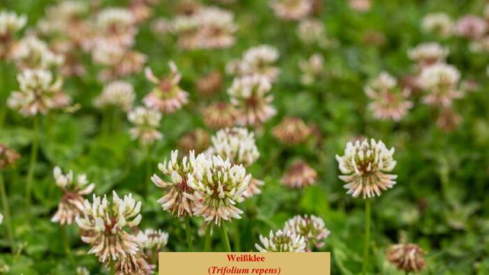 Weißklee (Trifolium repens)