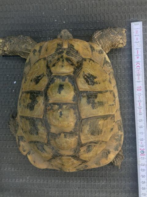 T. h. boettgeri 1,0