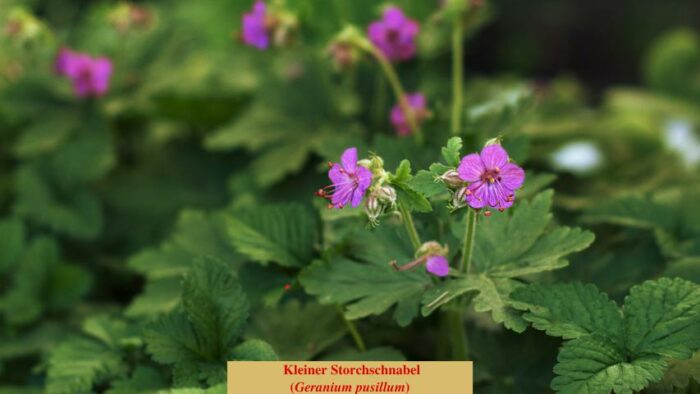 Kleiner Storchschnabel (Geranium pusillum)