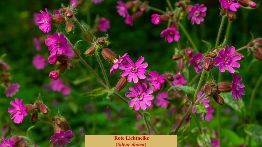 Rote Lichtnelke
(Silene dioica)