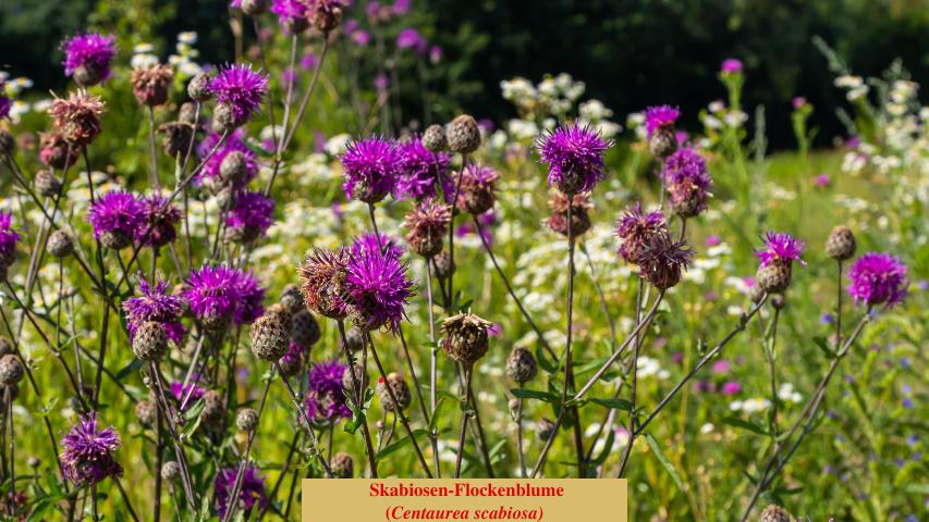 Skabiosen-Flockenblume
(Centaurea scabiosa)