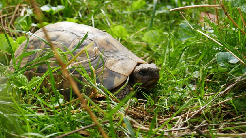 Griechische Landschildkröte