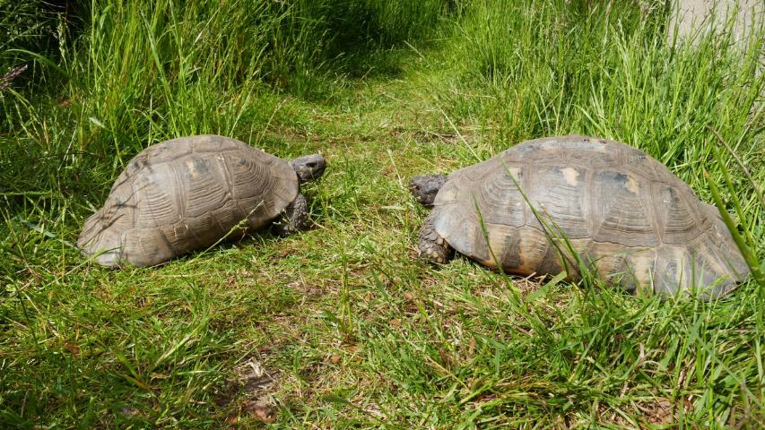 Breitrandschildkröte-Testudo marginata
