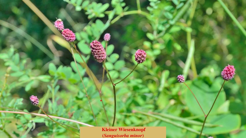 Kleiner Wiesenknopf
(Sanguisorba minor)