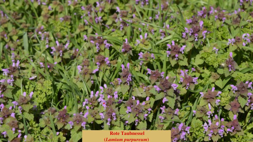 Rote Taubnessel
(Lamium purpureum)