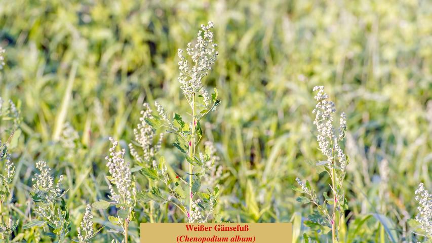Weißer Gänsefuß
(Chenopodium album)