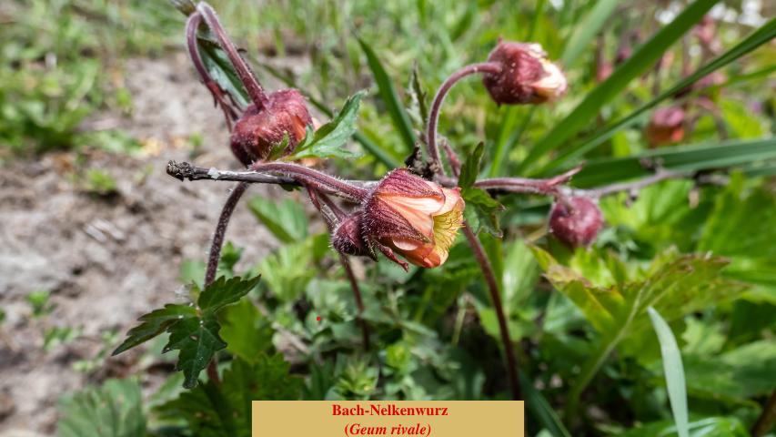 Bach-Nelkenwurz
(Geum rivale)