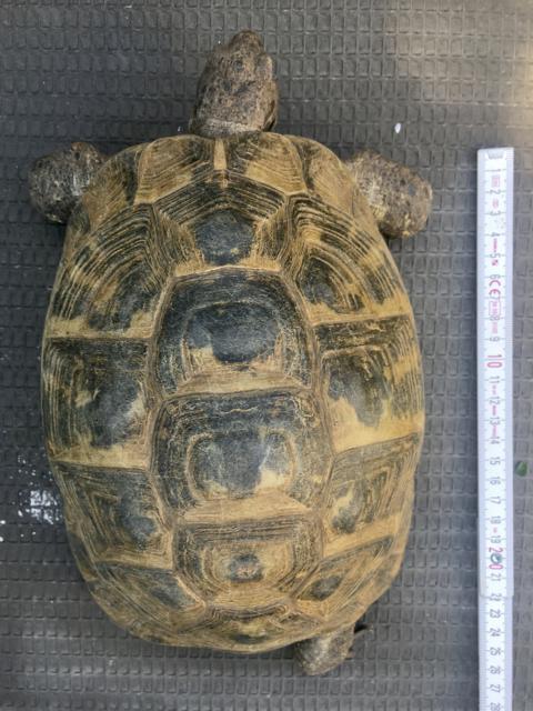 T. g. ibera 0,1
