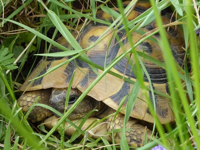 Griechische Landschildkröte