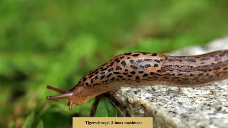 Tigerschnegel