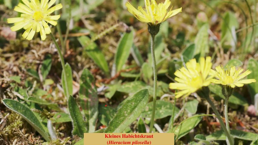 Kleines Habichtskraut
(Hieracium pilosella)