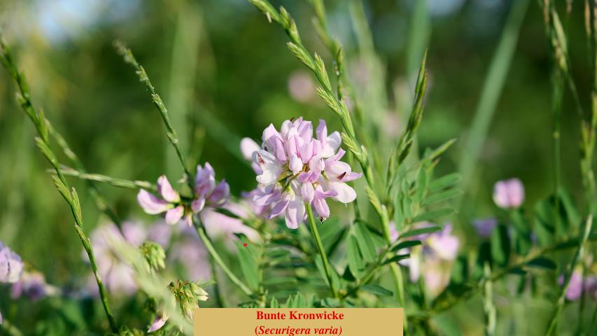 Bunte Kronwicke
(Securigera varia)