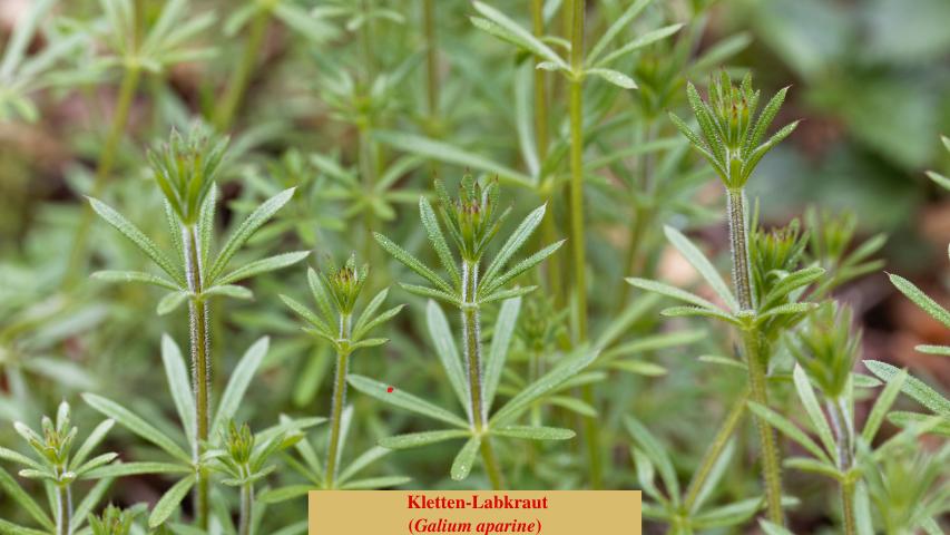 Kletten-Labkraut
(Galium aparine)
