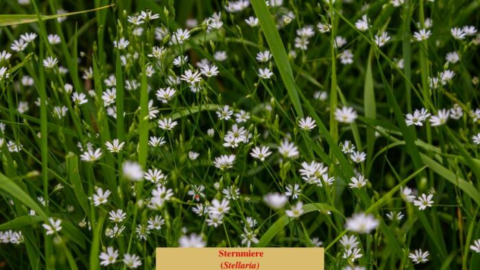 Sternmiere (Stellaria)