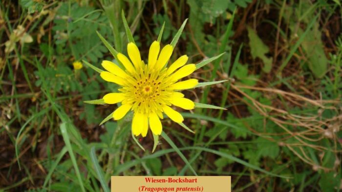 Wiesen-Bocksbart (Tragopogon pratensis)