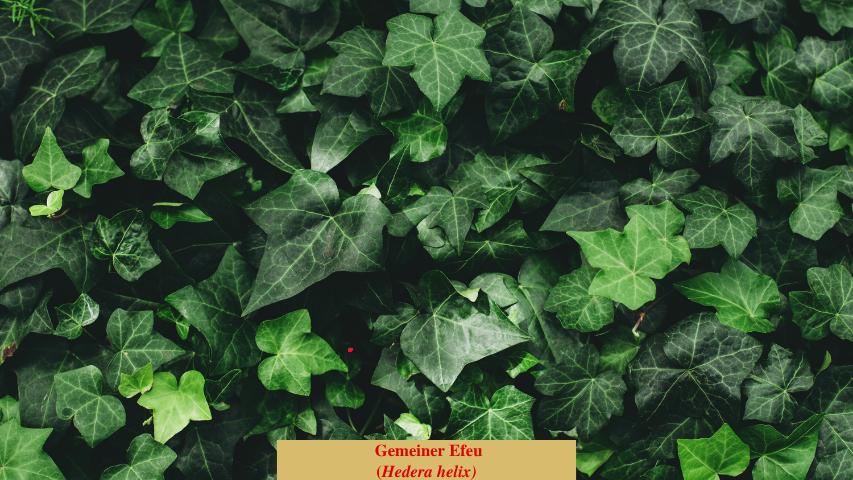 Gemeiner Efeu
(Hedera helix)