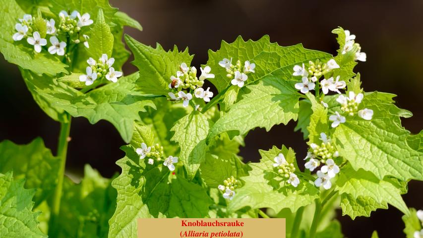 Knoblauchsrauke
(Alliaria petiolata)
