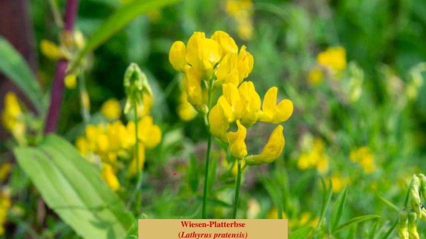 Wiesen-Platterbse
(Lathyrus pratensis)