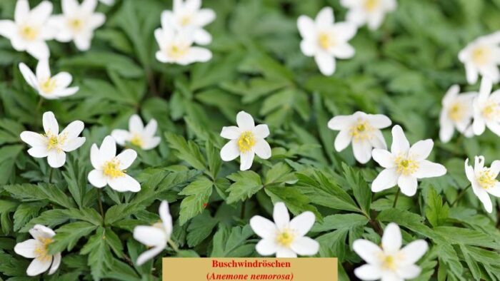 Buschwindröschen (Anemone nemorosa)