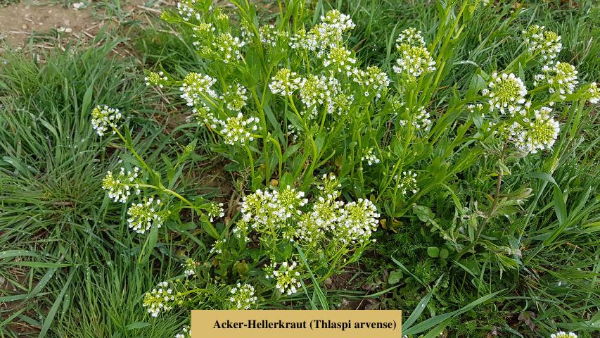 Acker-Hellerkraut (Thlaspi arvense)